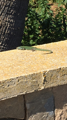 Podarcis pityusensis formenterae