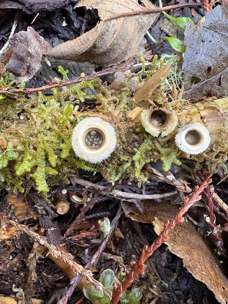 Nidula candida · March 2026 · photo: © jerryn (iNaturalist, cc-by)
