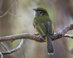 Rhynchocyclus brevirostris