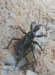 Coranus
