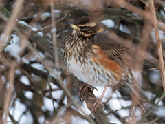 Turdus iliacus coburni