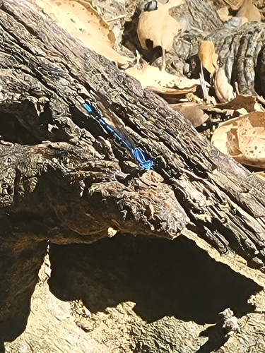 iNaturalist observation photo of Vivid Dancer