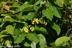 Stigmaphyllon bonariense