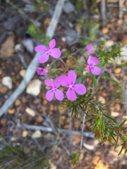Stylidium scandens
