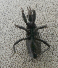 Coranus