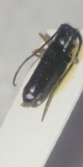 Menesia bipunctata