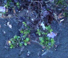 Chaenostoma cordatum