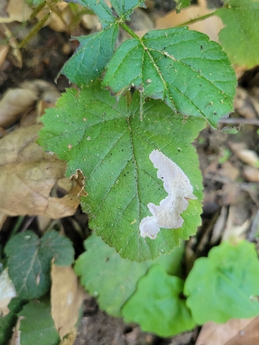 iNaturalist observation photo of Blackberry Leafminer Moth
