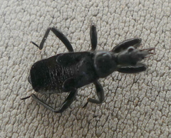 Coranus