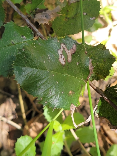 iNaturalist observation photo of hollyleaf cherry