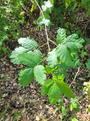 iNaturalist observation photo of Pacific poison oak