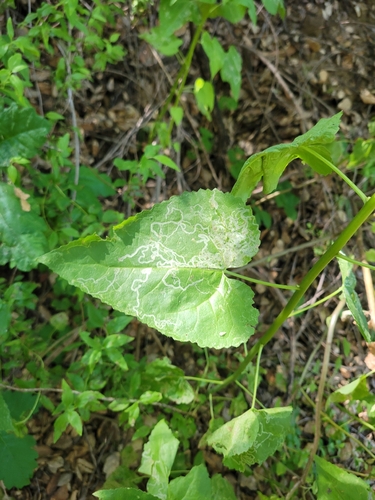 iNaturalist observation photo of Mallow Leaf Miner