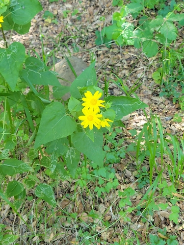 iNaturalist observation photo of canyon sunflower