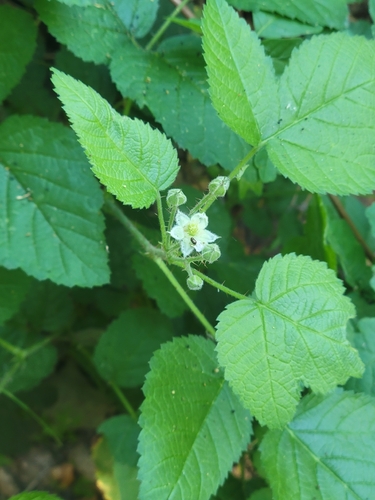 iNaturalist observation photo of trailing blackberry