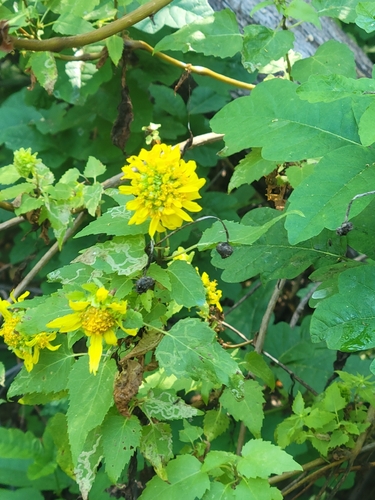 iNaturalist observation photo of canyon sunflower