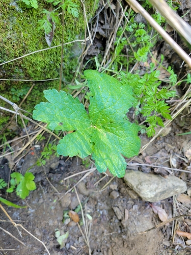 iNaturalist observation photo of Pacific Sanicle