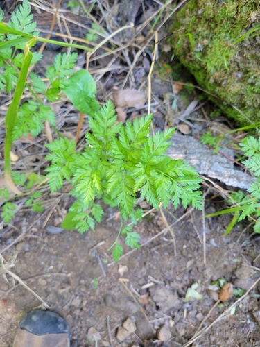 iNaturalist observation photo of common hedge parsley