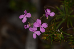 Stylidium scandens