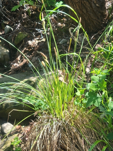 iNaturalist observation photo of Santa Barbara sedge