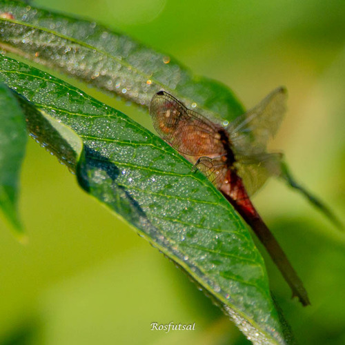 Claret Pondhawk