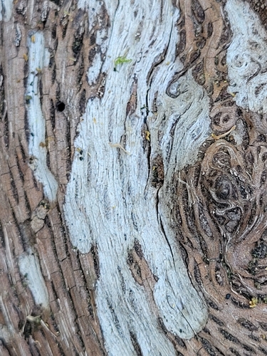 iNaturalist observation photo of life