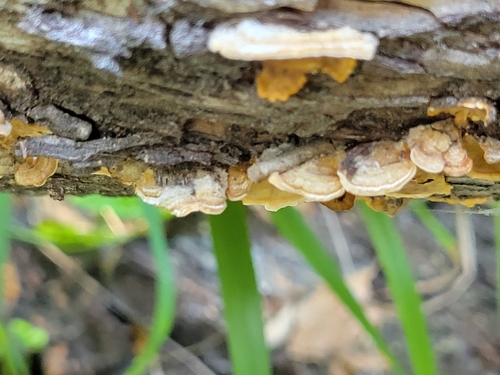 iNaturalist observation photo of hairy curtain crust