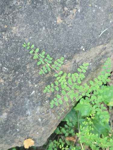 iNaturalist observation photo of Coffee Fern