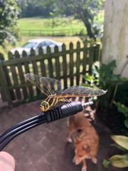 Zosteraeschna minuscula