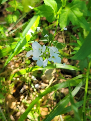 iNaturalist observation photo of milkmaids