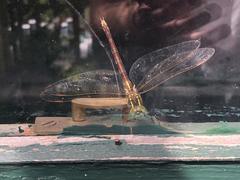 Zosteraeschna minuscula