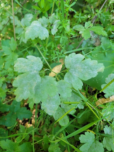 iNaturalist observation photo of Erysiphe aquilegiae