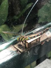 Zosteraeschna minuscula