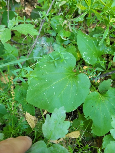 iNaturalist observation photo of milkmaids