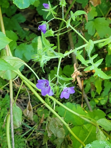 iNaturalist observation photo of Fiesta Flower