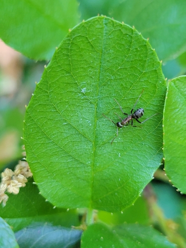 iNaturalist observation photo of Formica moki