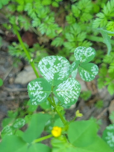 iNaturalist observation photo of Liriomyza fricki