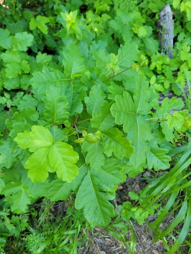 iNaturalist observation photo of Pacific poison oak