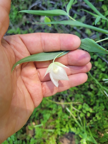 iNaturalist observation photo of White Globe Lily