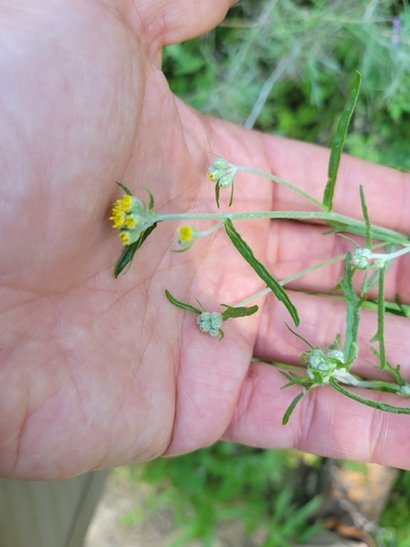 iNaturalist observation photo of Golden Yarrow
