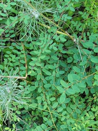 iNaturalist observation photo of Coffee Fern