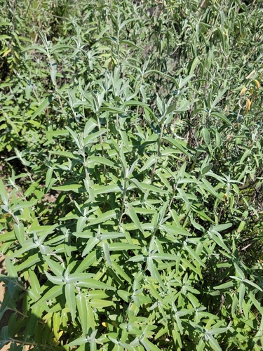 iNaturalist observation photo of purple sage