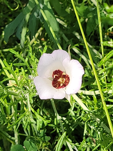 iNaturalist observation photo of Catalina mariposa lily