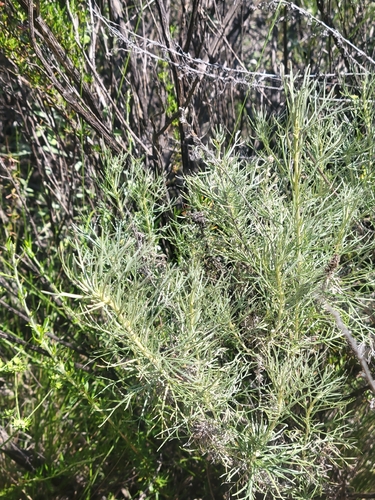 iNaturalist observation photo of California sagebrush