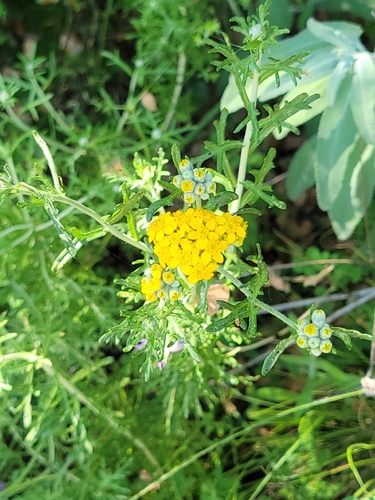 iNaturalist observation photo of Golden Yarrow