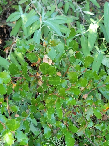 iNaturalist observation photo of California scrub oak