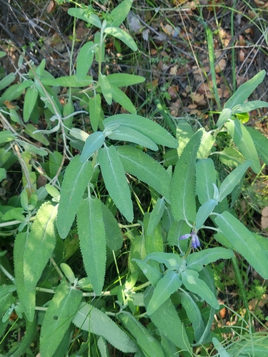 iNaturalist observation photo of purple sage