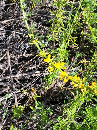 iNaturalist observation photo of deerweed