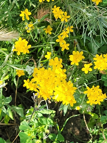 iNaturalist observation photo of Golden Yarrow