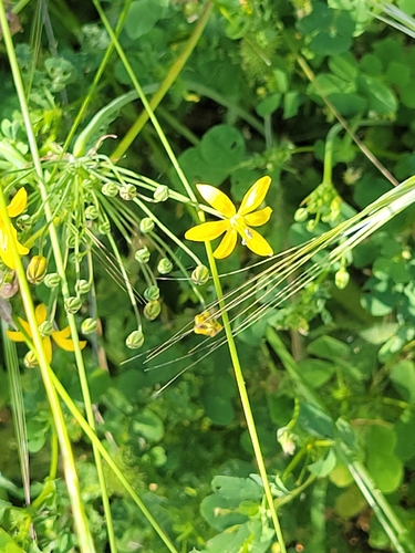 iNaturalist observation photo of goldenstar