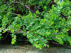 Lonicera ligustrina pileata